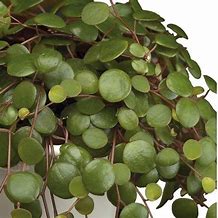 Peperomia Pepperspot