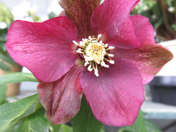 Helleborus