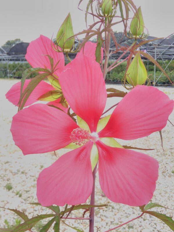 Hibiscus coccineus, sin hibiscus cannabinus