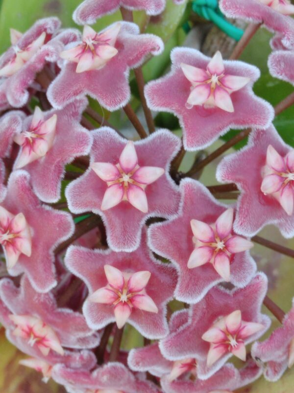 Hoya pubicalyx Reva, 'Silver Pink Splash'