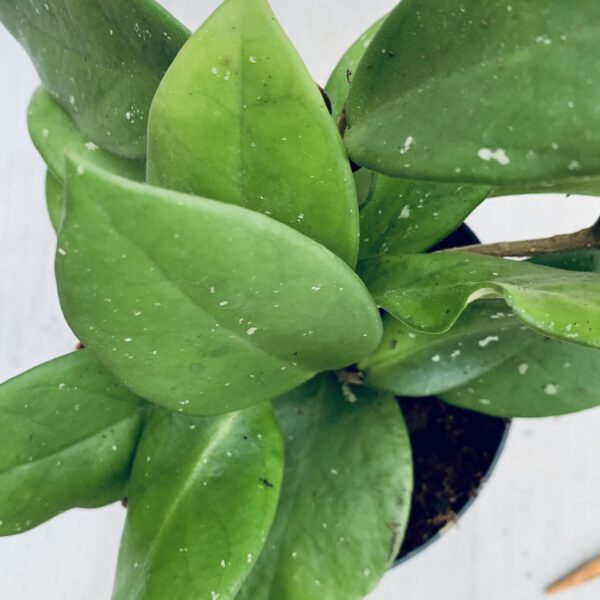 Hoya carnosa Silver Flake