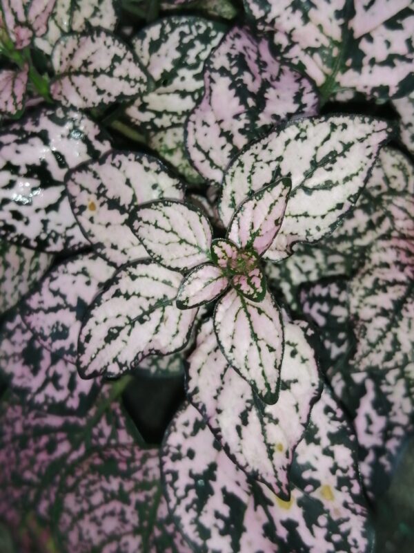 Hypoestes phyllostachya
