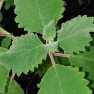 Iboza [tetradenia] riparia
