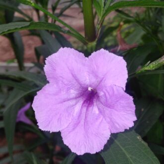 Ruellia brittoniana
