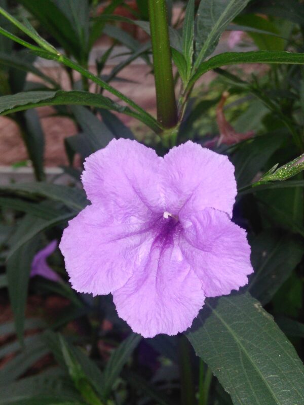 Ruellia brittoniana