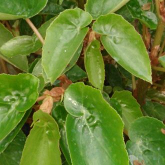 Begonia obscura