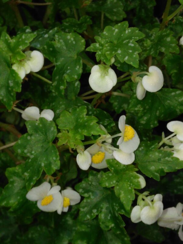 Begonia suffrutticosa