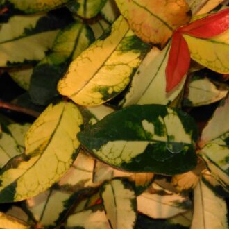 Trachelospermum asiaticum 'Summer Sunset'