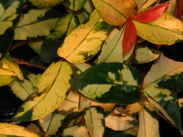 Trachelospermum asiaticum 'Summer Sunset'