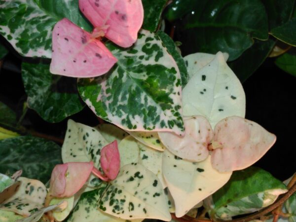 Trachelospermum jasminoides 'Tricolor'