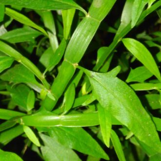 Homalocladium platycladum