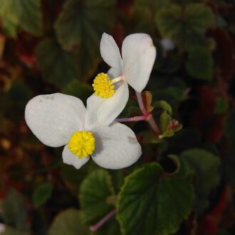 Begonia grandis ssp. evansiana Alba