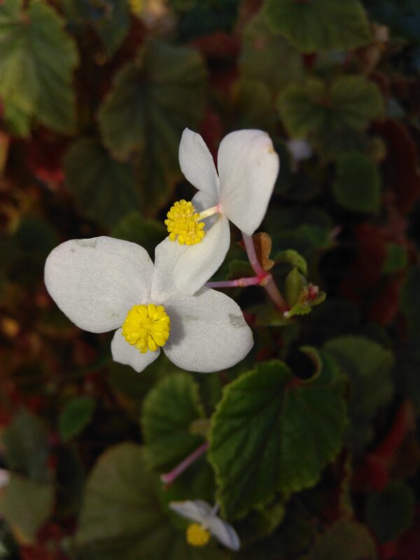 Begonia grandis ssp. evansiana Alba