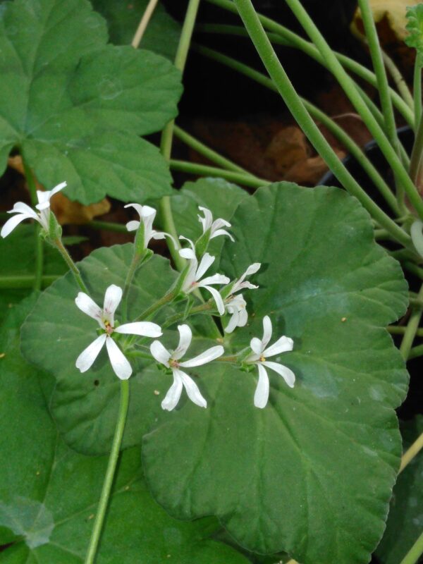 Pelargonium album