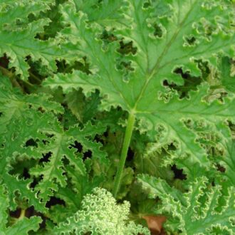 Pelargonium glutinosum