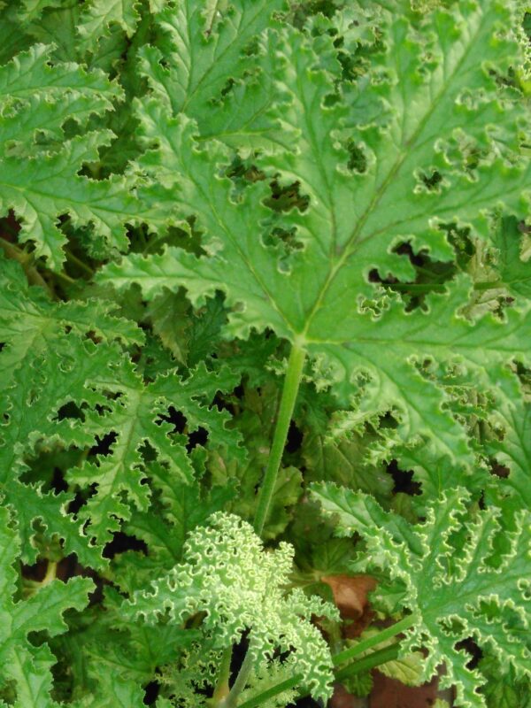 Pelargonium glutinosum