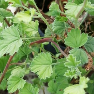 Pelargonium 'Limoneum'