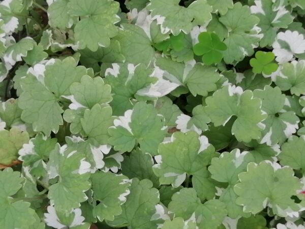 Glecoma hederacea 'Variegata'