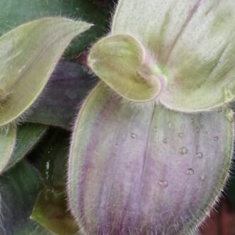 Tradescantia pallida 'Purple Fuzzy'