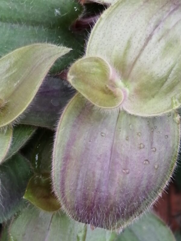 Tradescantia pallida 'Purple Fuzzy'