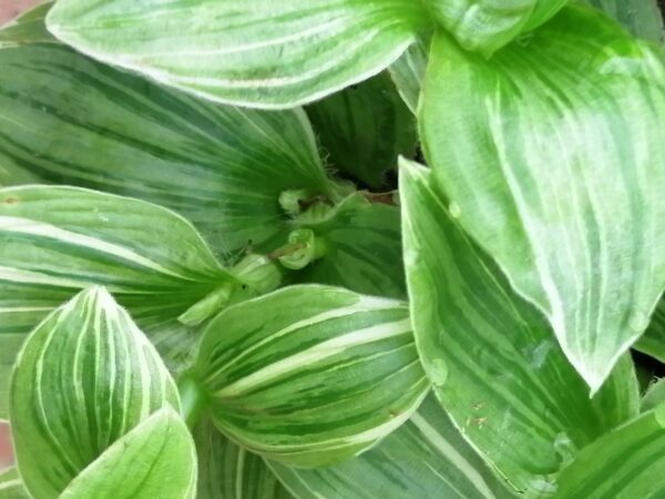 Tradescantia (Continental Group) albovittata