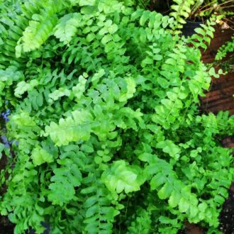 Nephrolepis exaltata 'Pom Pom'
