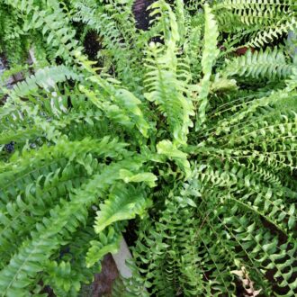 Nephrolepis exaltata