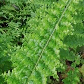 Nephrolepis exaltata 'Norvoodi'