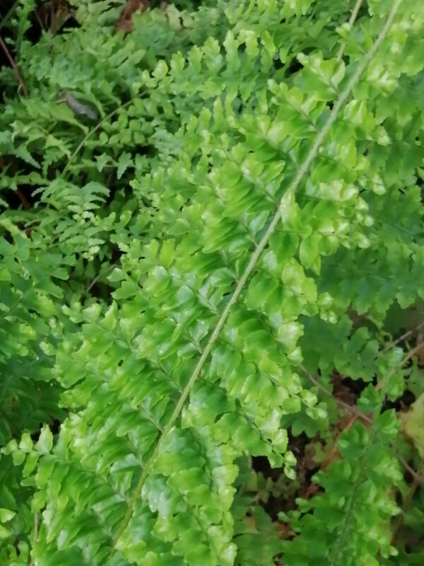 Nephrolepis exaltata 'Norvoodi'