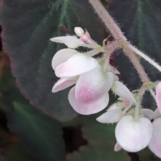 Begonia 'Withlacoochie'