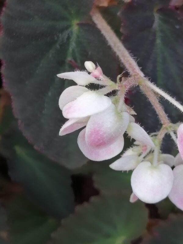Begonia 'Withlacoochie'