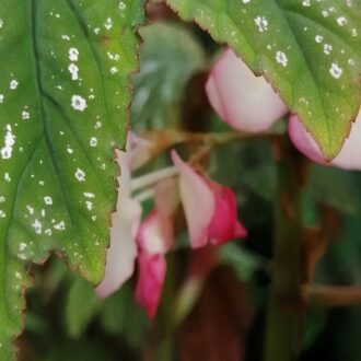 Begonia platanifolia