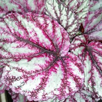 Begonia Merengue magic leaf (R)