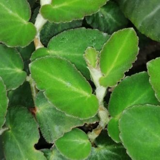 Begonia thelmae