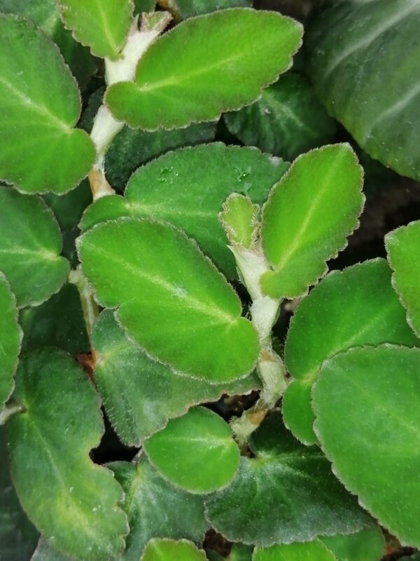 Begonia thelmae