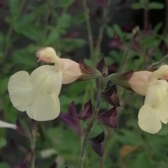 Salvia x jamensis Giallo