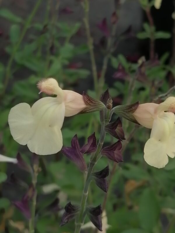Salvia x jamensis Giallo