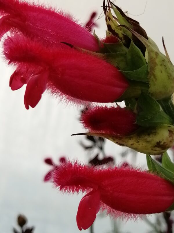 Salvia involucrata Boutin