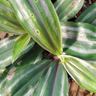 Dichorisandra reginae