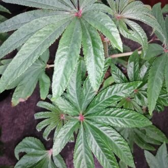 Begonia luxurians