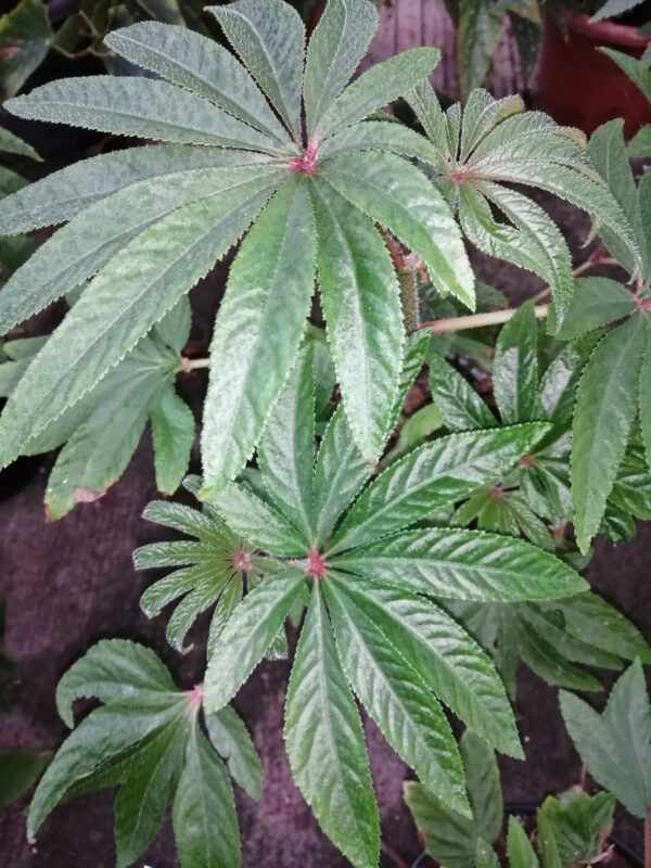 Begonia luxurians