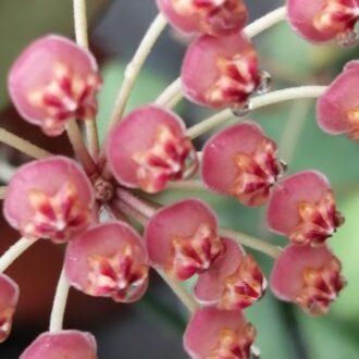 Hoya bilobata