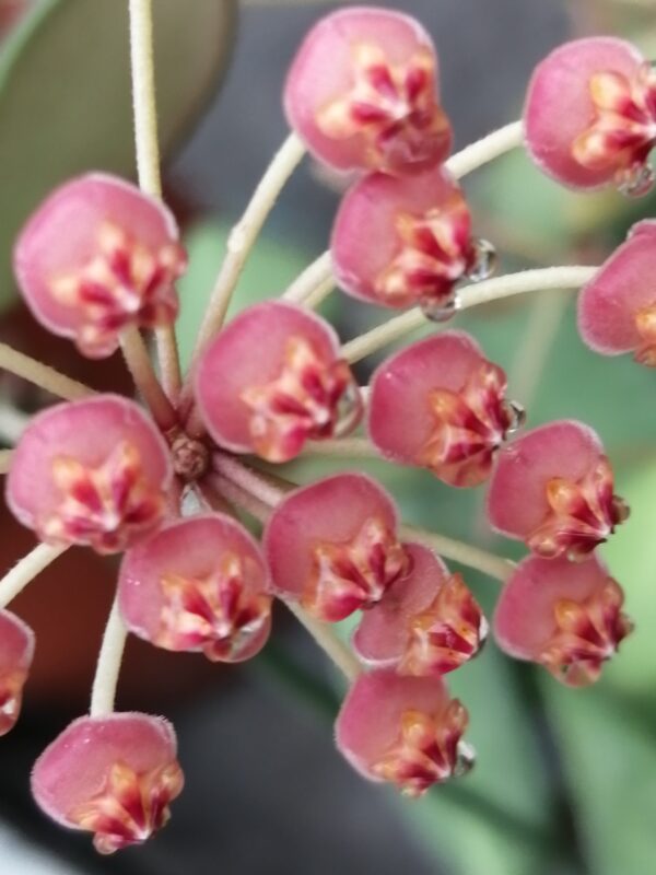 Hoya bilobata