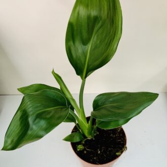 Strelitzia nicolai