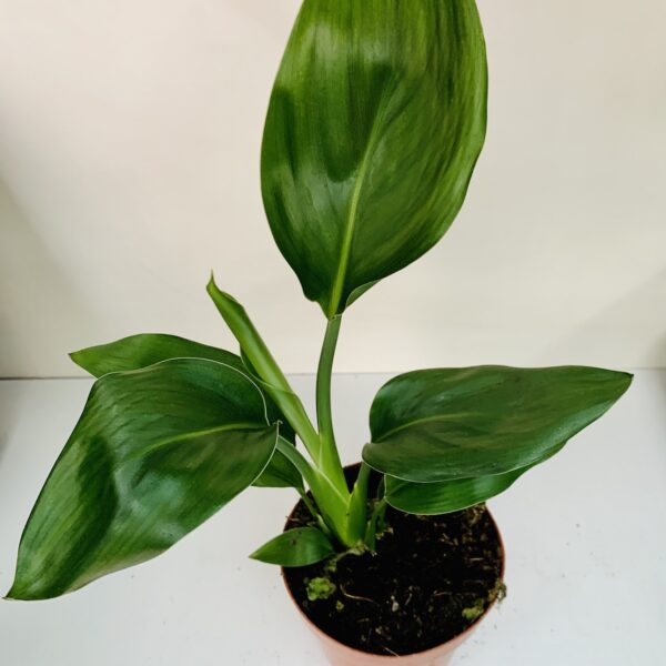 Strelitzia nicolai