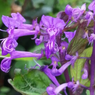 Plectranthus ecklonii