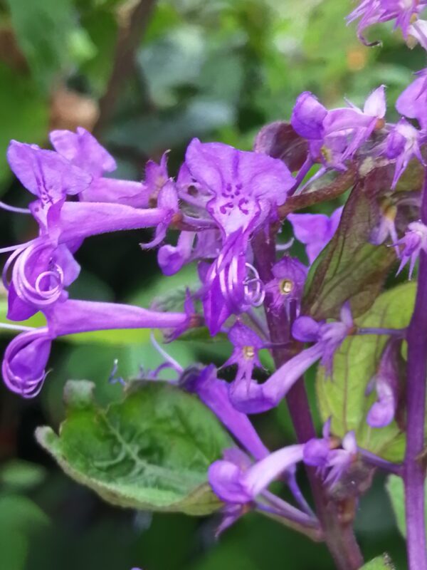 Plectranthus ecklonii