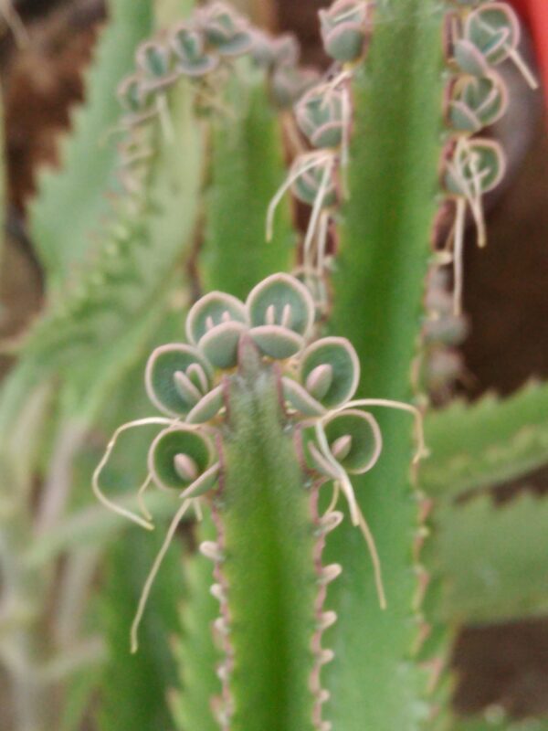 Kalanchoe daigremontiana