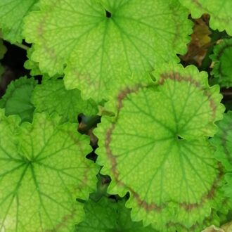 Pelargonium Distinction