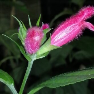 Salvia oxyphora